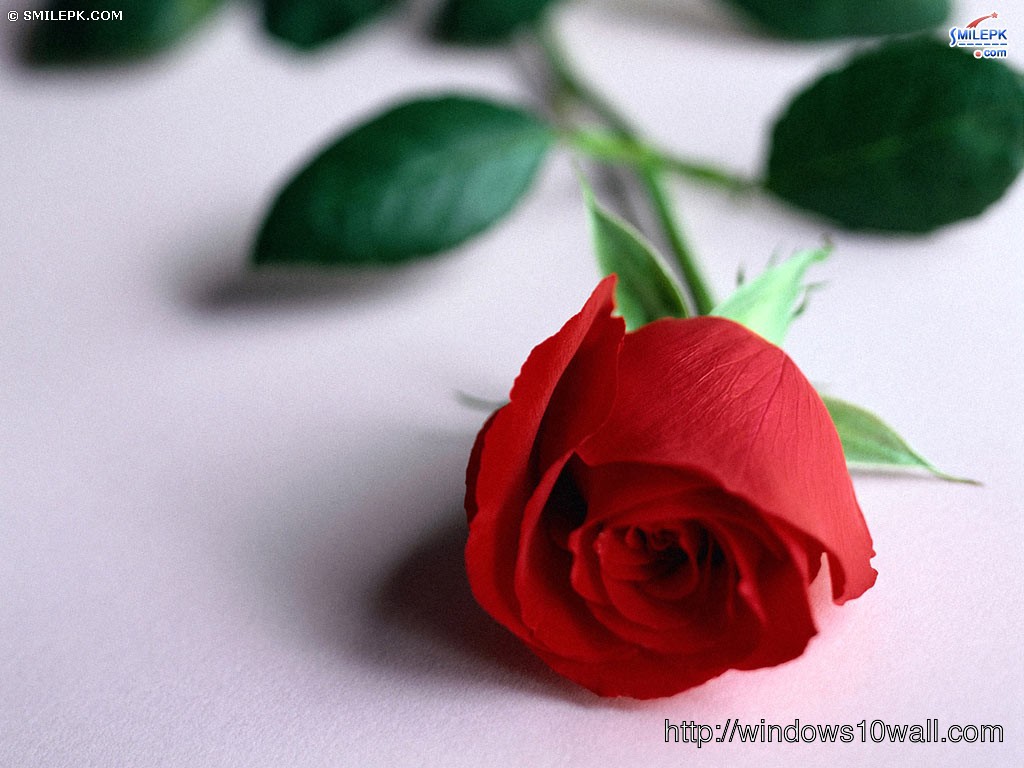 beautiful red rose for someone you love wallpaper