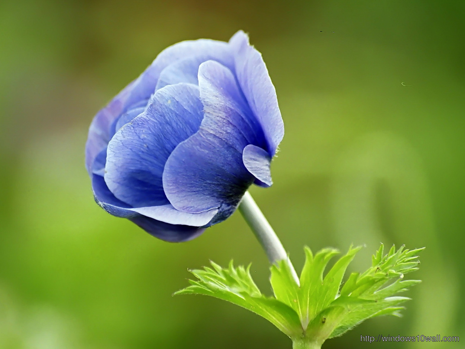 Narute Blue Flower Wallpaper For Desktop