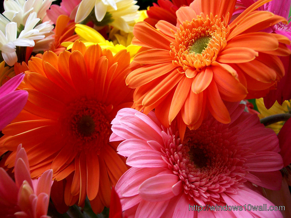 Beautiful Flowers Wallpaper for desktop free download