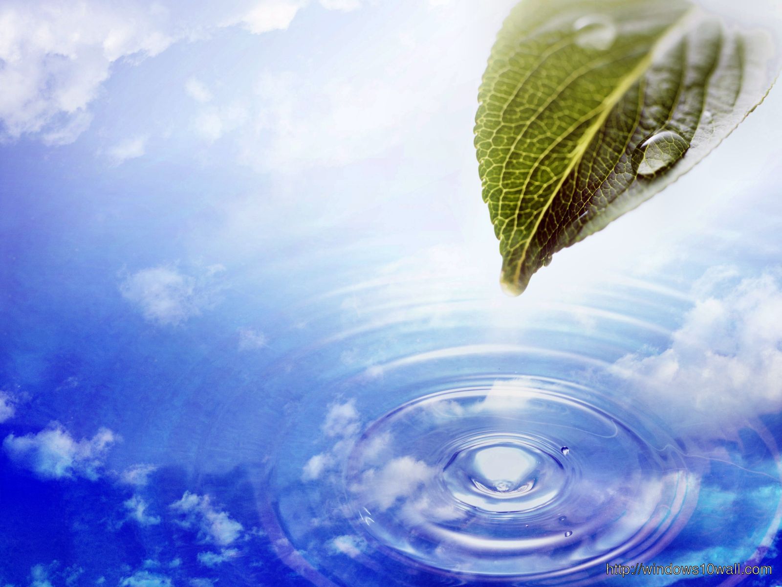 Water drop with leaf Background Natural Wallpaper