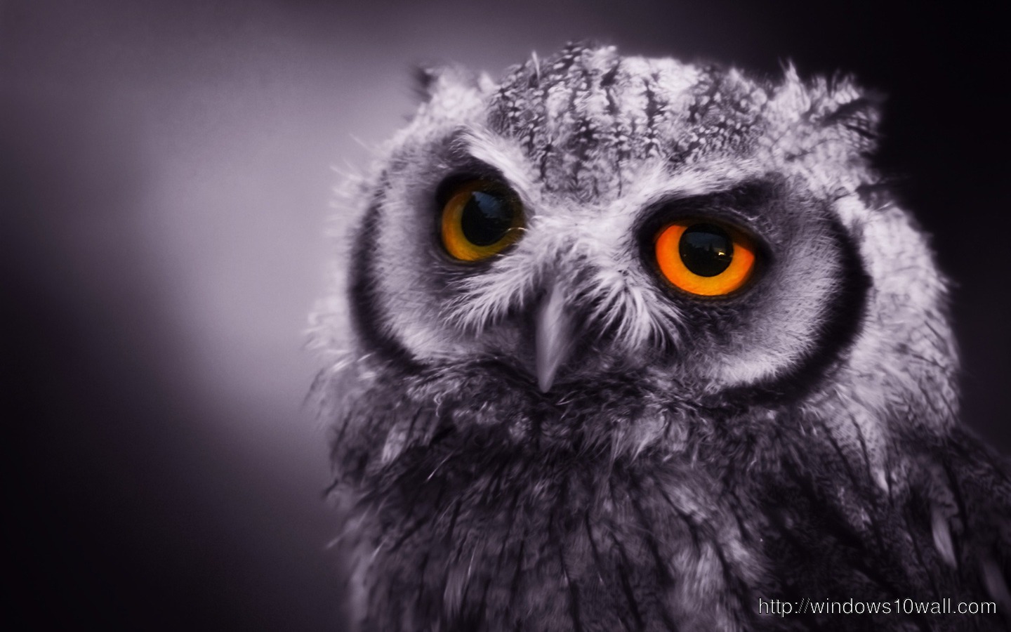 Sad Owl Wallpaper for desktop