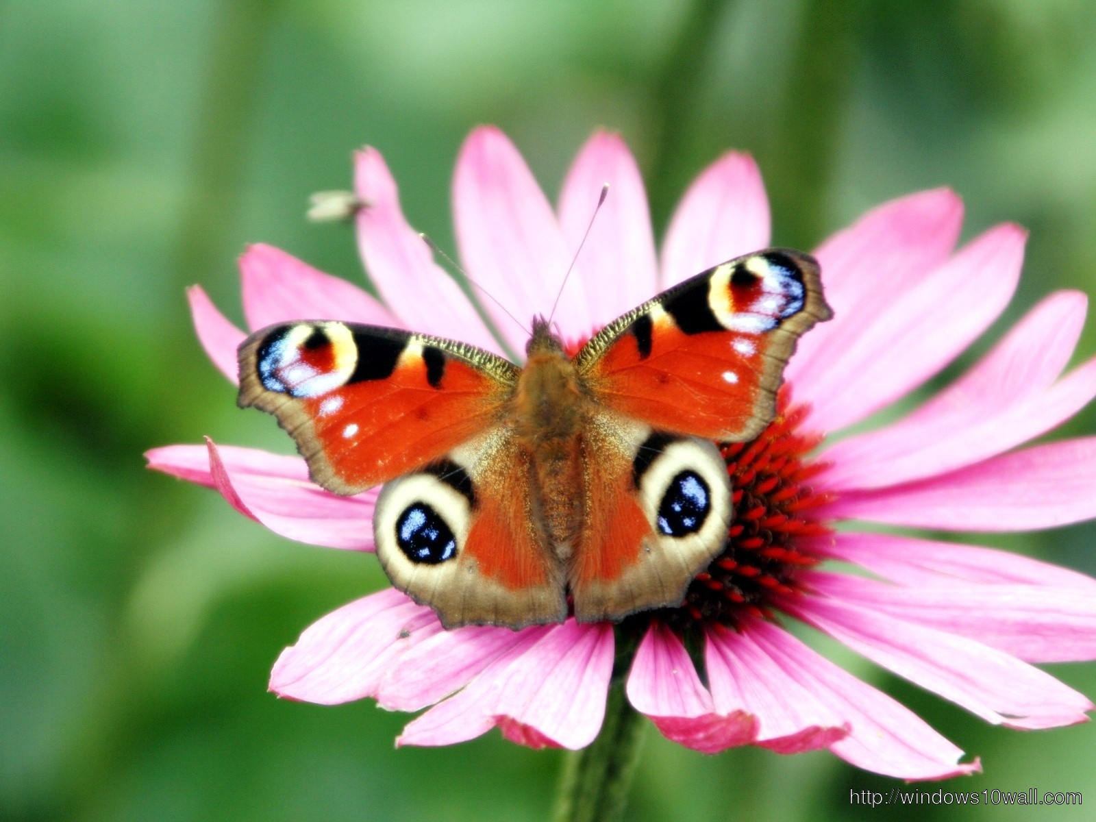 Peacock Butterfly Flower Wallpapers Hd Free Download