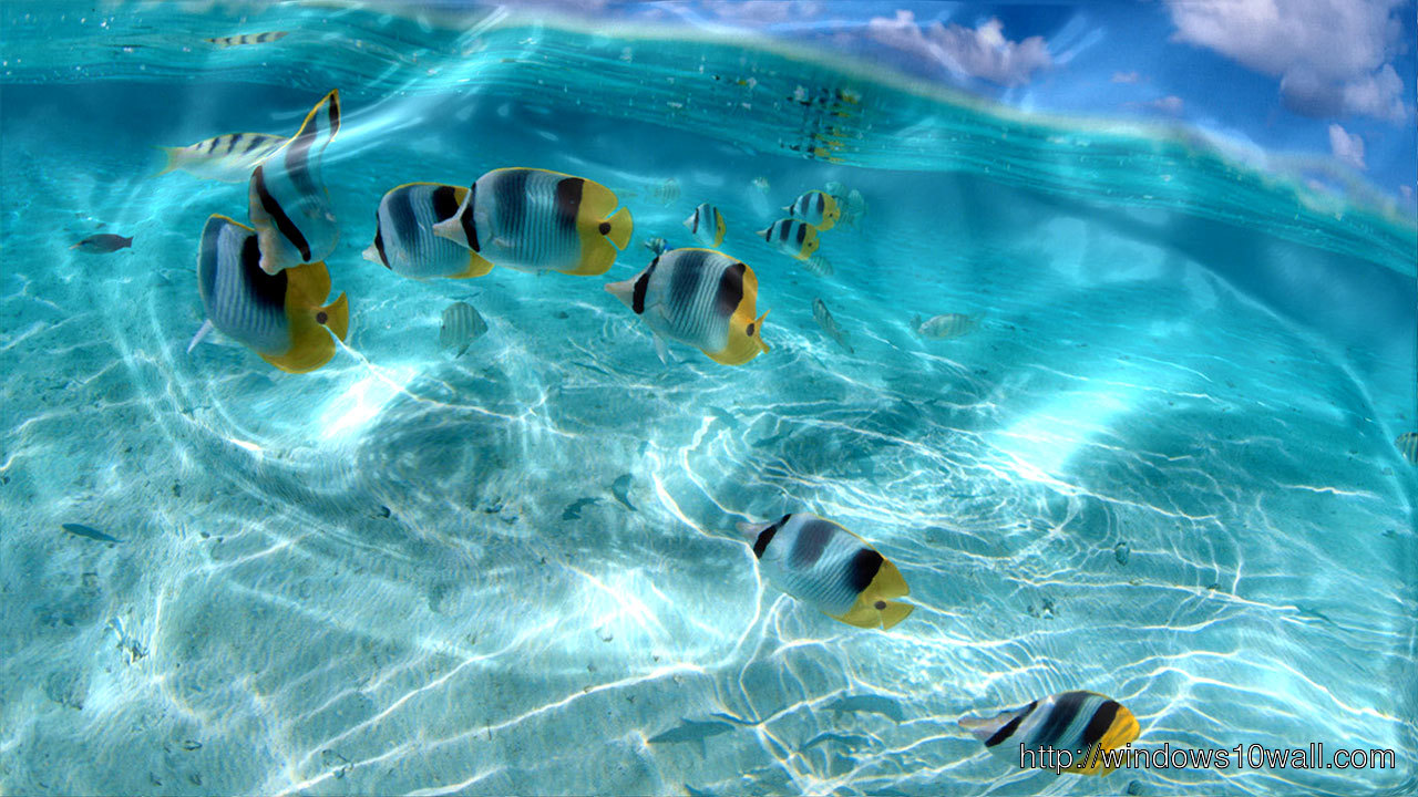 Watery Live Wallpaper free download for pc