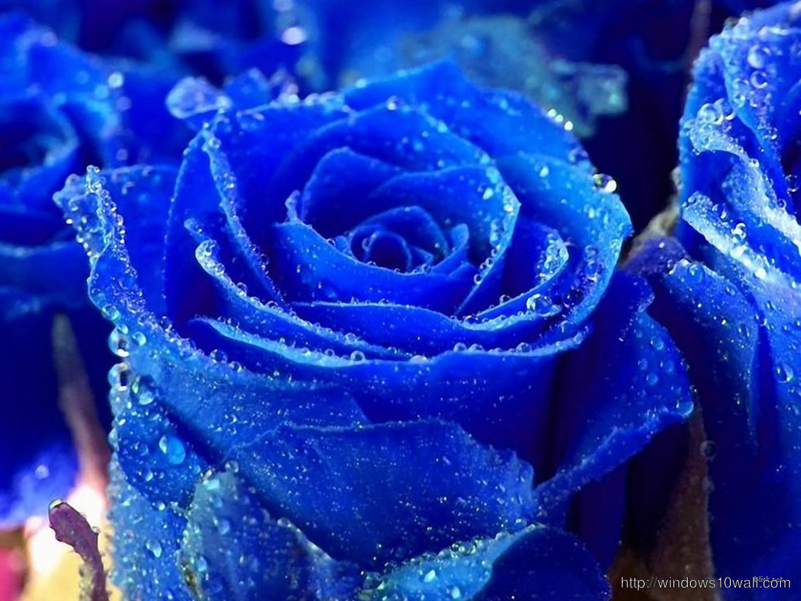 beautiful blue Rose Wallpapers free download for Desktop