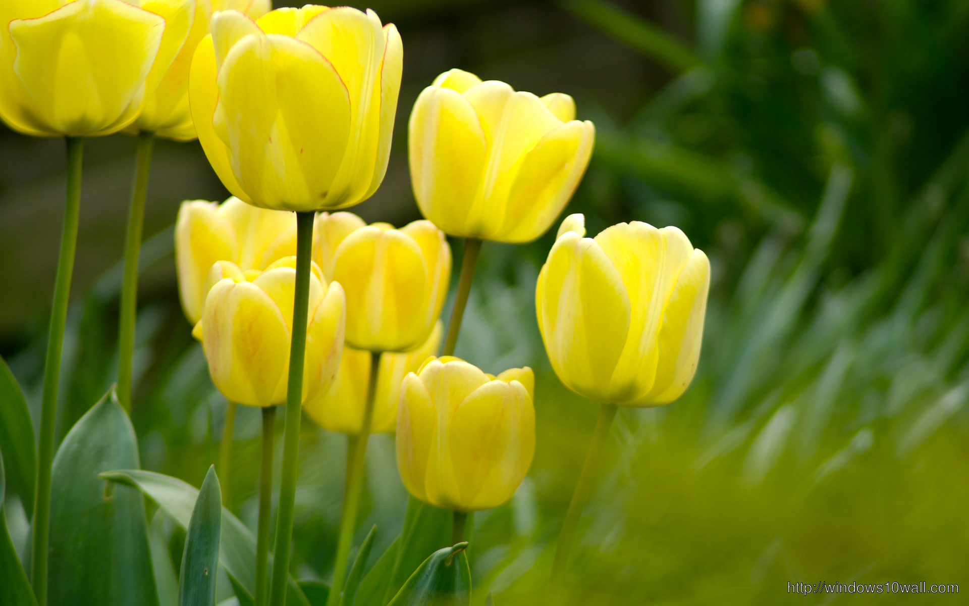 Tulip Flower Wallpaper free download
