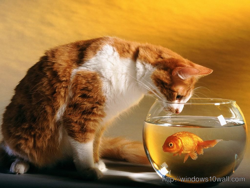 Cat And Fish Background Wallpaper