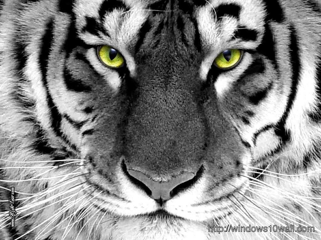Close Up White Tiger Wallpaper