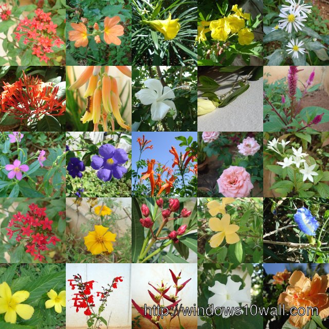 Types of flowers in the garden wallpaper
