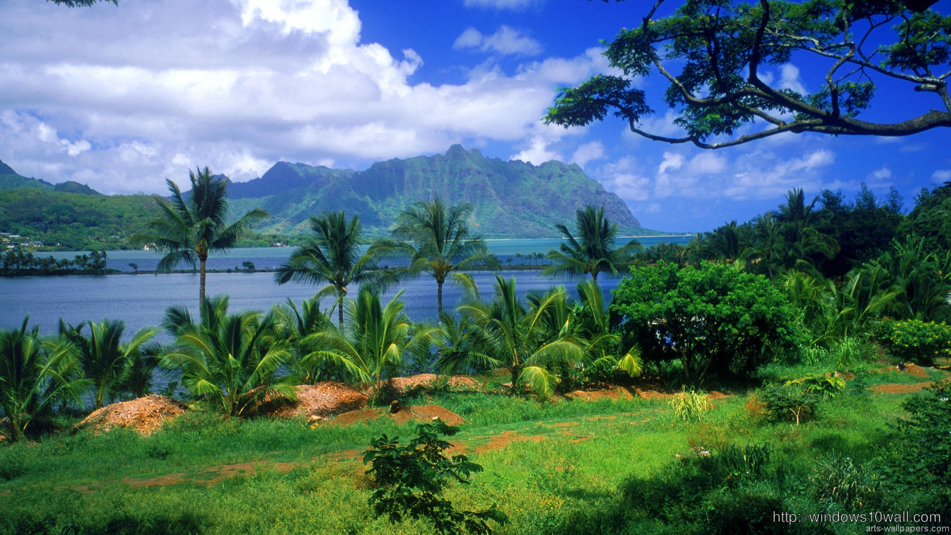 Hawaii Tropical Background Wallpaper