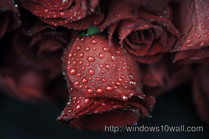 Drops on the Rose