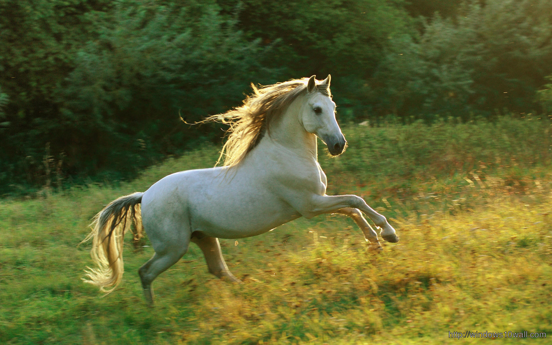 Running Horse Pic