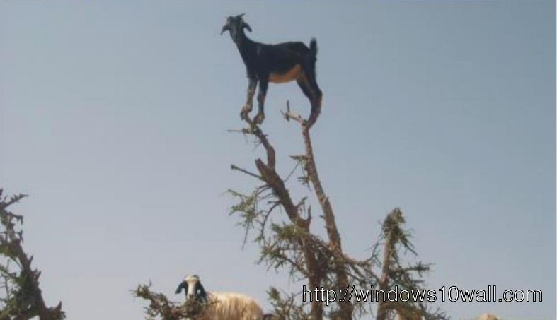 A Goat on the Top of Tree Funny Animal Wallpaper