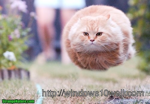 Funny cat flying in the air wallpaper