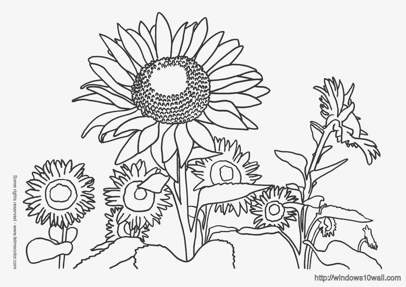 Sunflowers Coloring Page for Kids Wallpaper