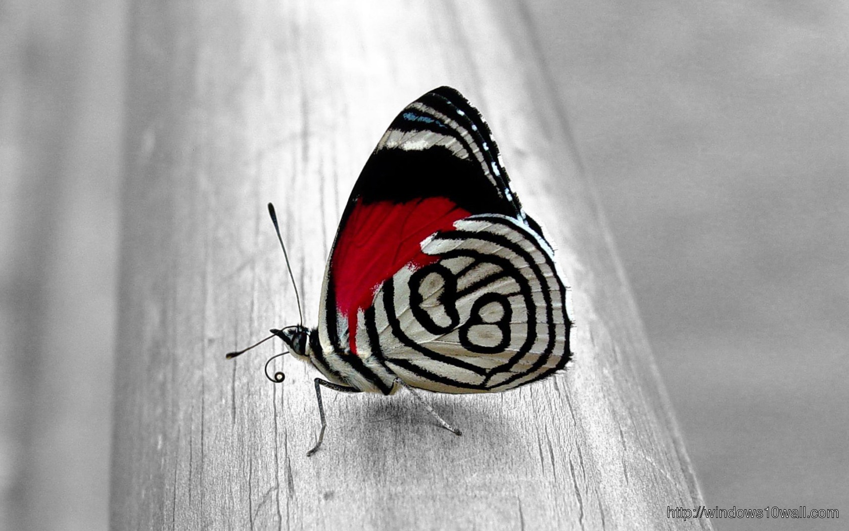 Unique Butterfly Background Wallpaper
