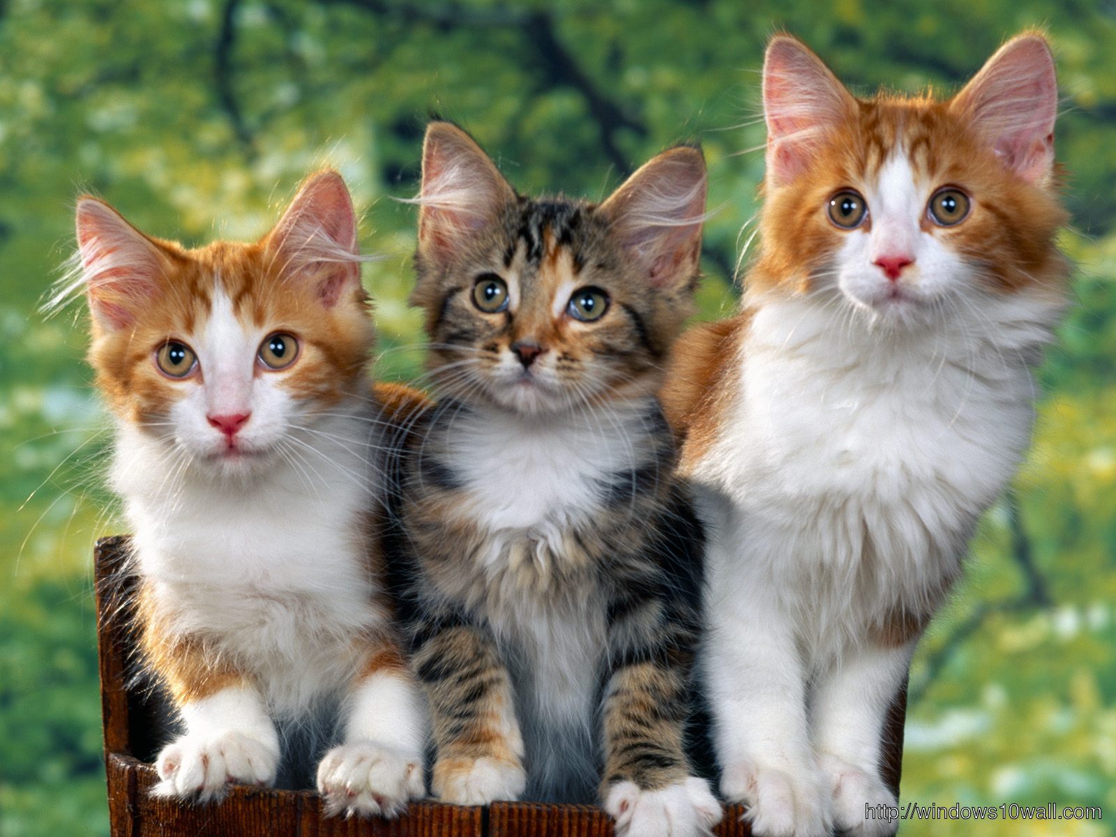 3 Lovely Cats Background Wallpaper
