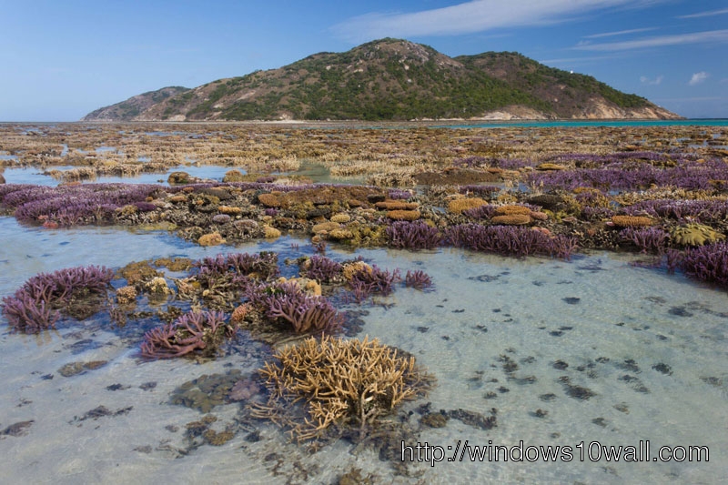 Coral Garden at Low Tide Wallpaper