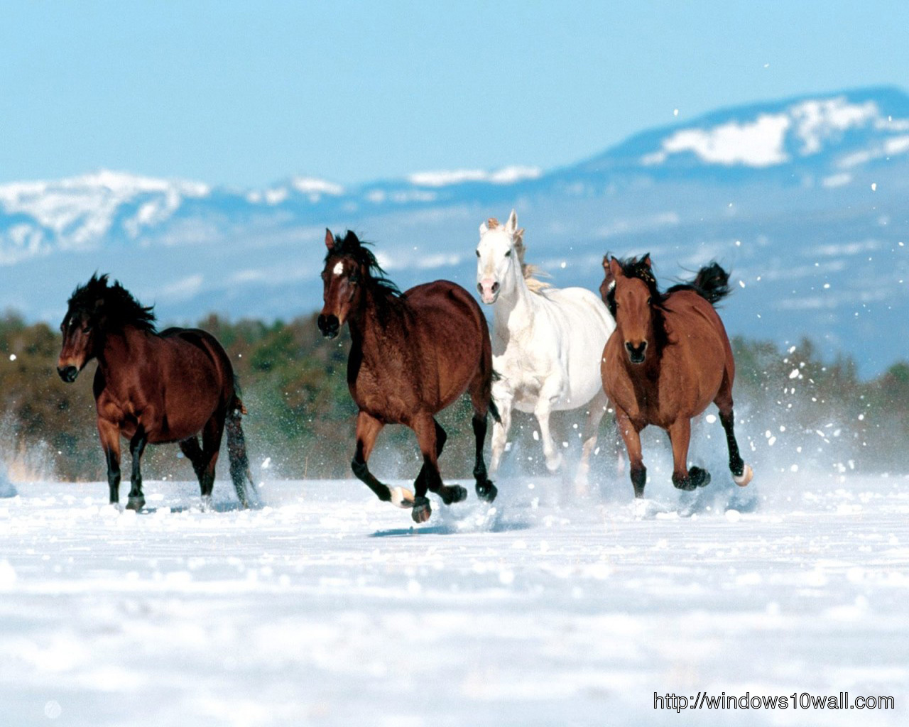 Beautiful Horses Running In Snow Background Photo