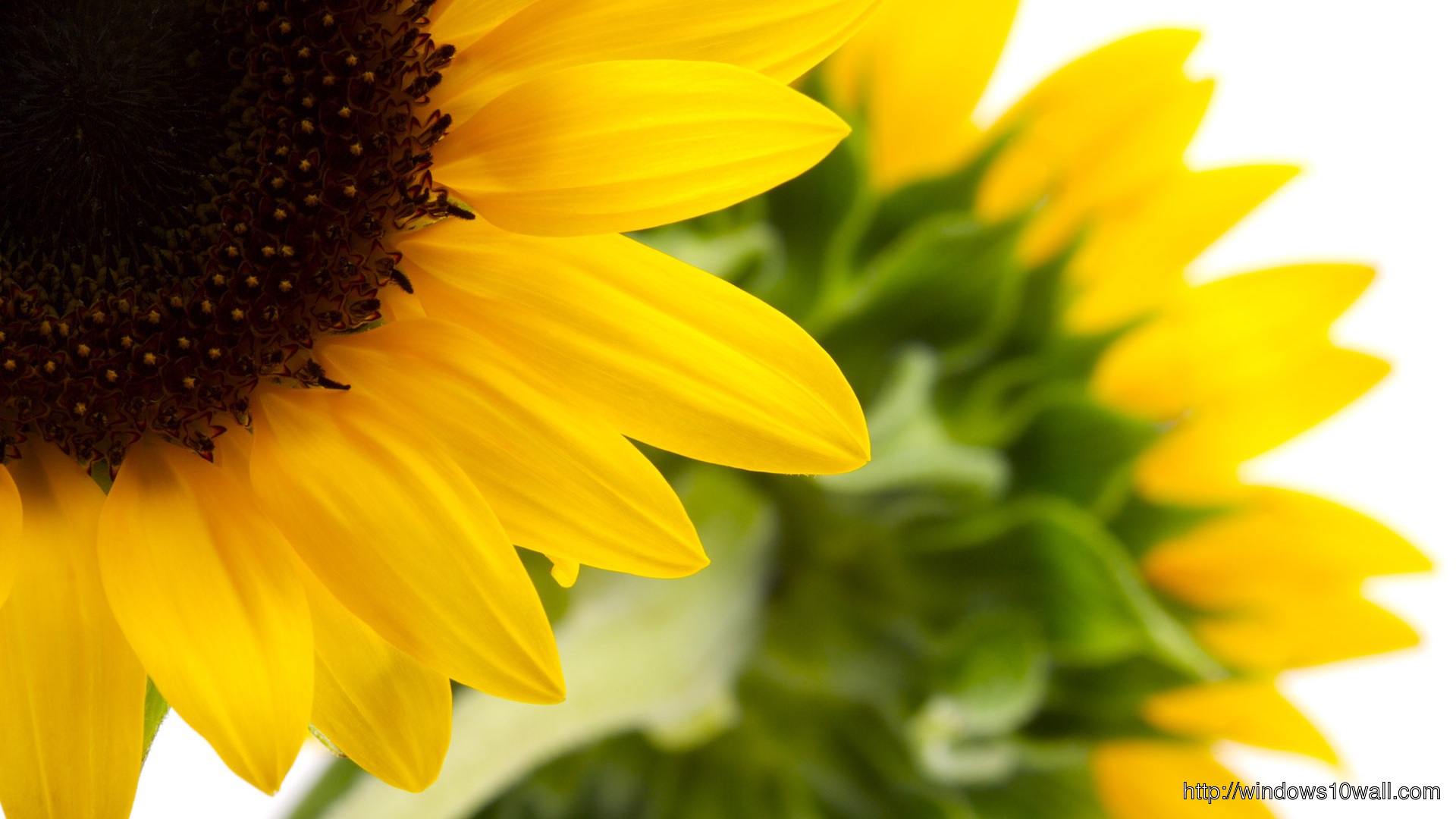 Sunflower Wall Paper for your Desktop