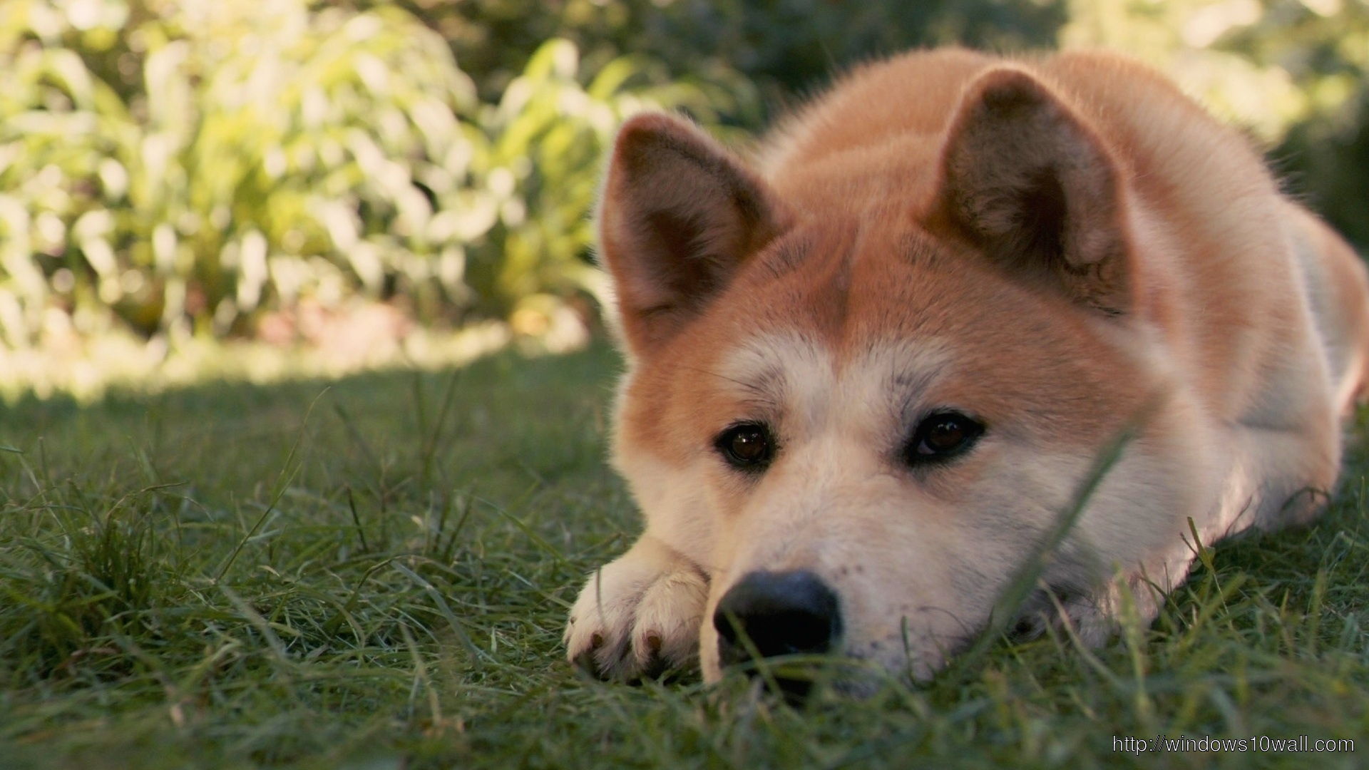 Akita Inu Dog Sitting Sad On Grass WideScreen HD Background Wallpaper