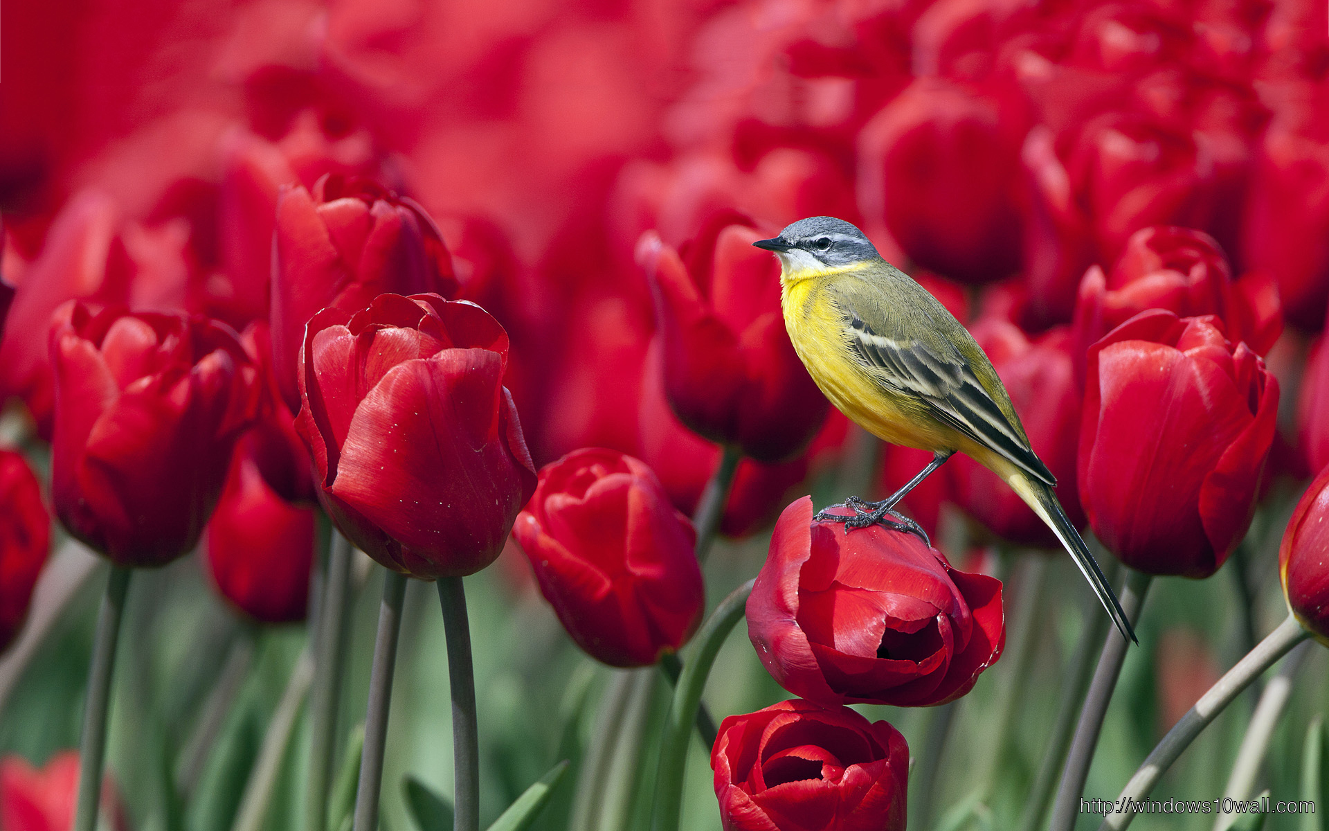 Awesome Red Tulips And Bird Hd Desktop Free Wallpaper