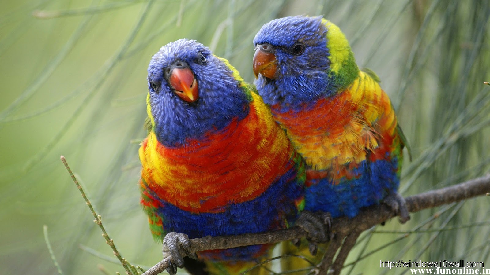 Colorful Pair Of Parrot HD Wallpaper