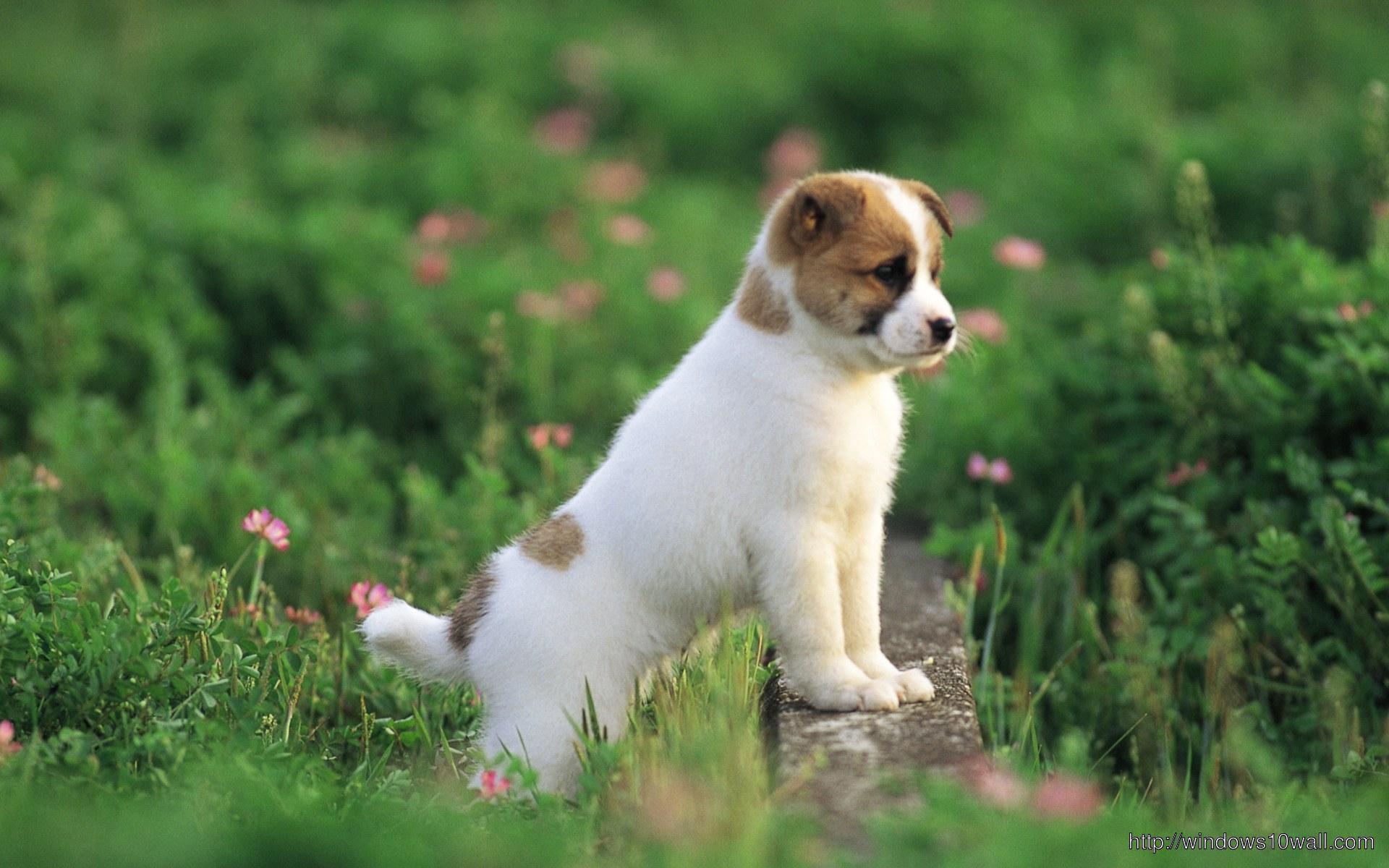 Cute Puppy Small Dog HD Free Wallpaper