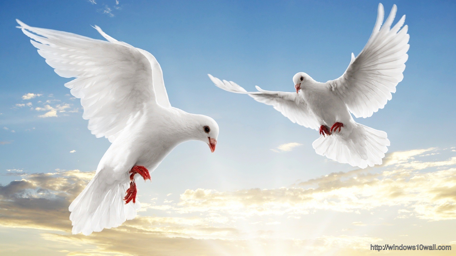 Flying Pigeon Couple HD Wallpaper