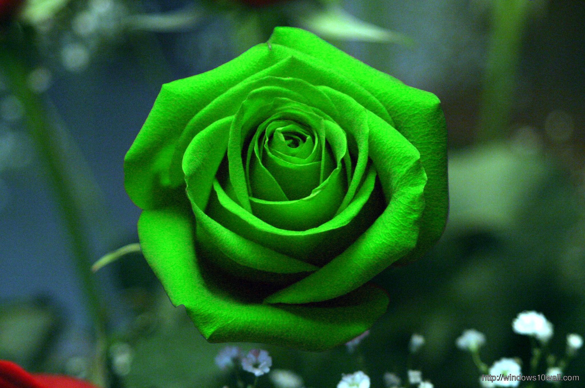 Green Rose HD Free Wallpaper