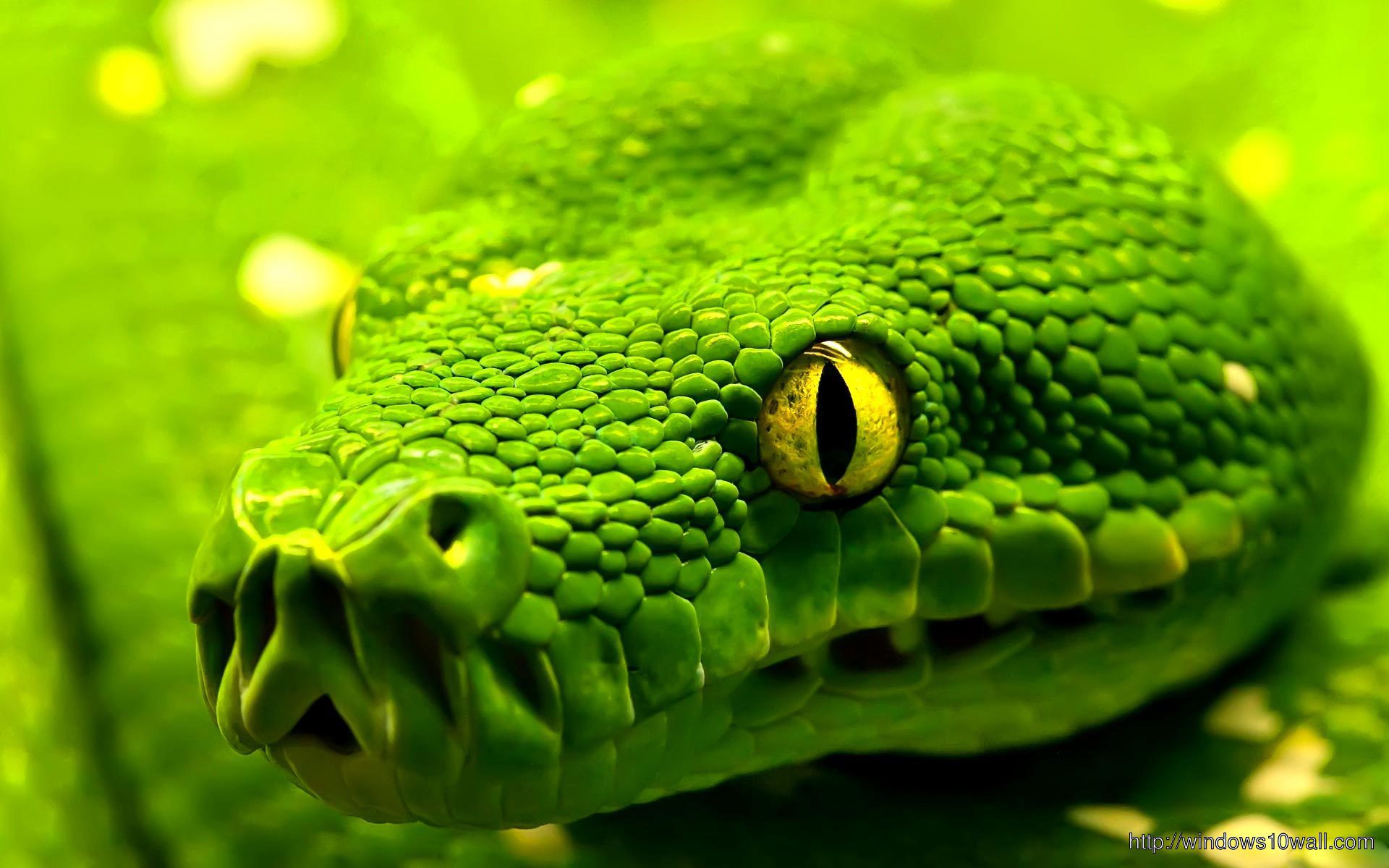 Green Snake Hd 1080p Wallpaper
