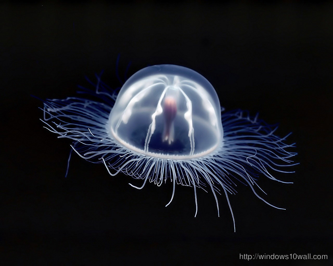 Jellyfish HD Free Download Wallpaper