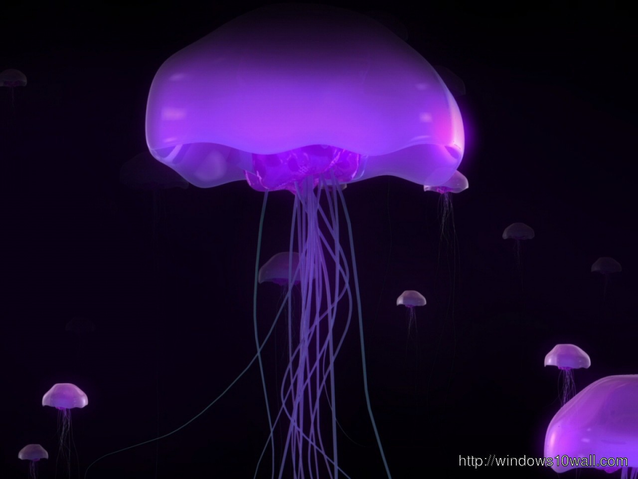 Jellyfish WideScreen Wallpaper