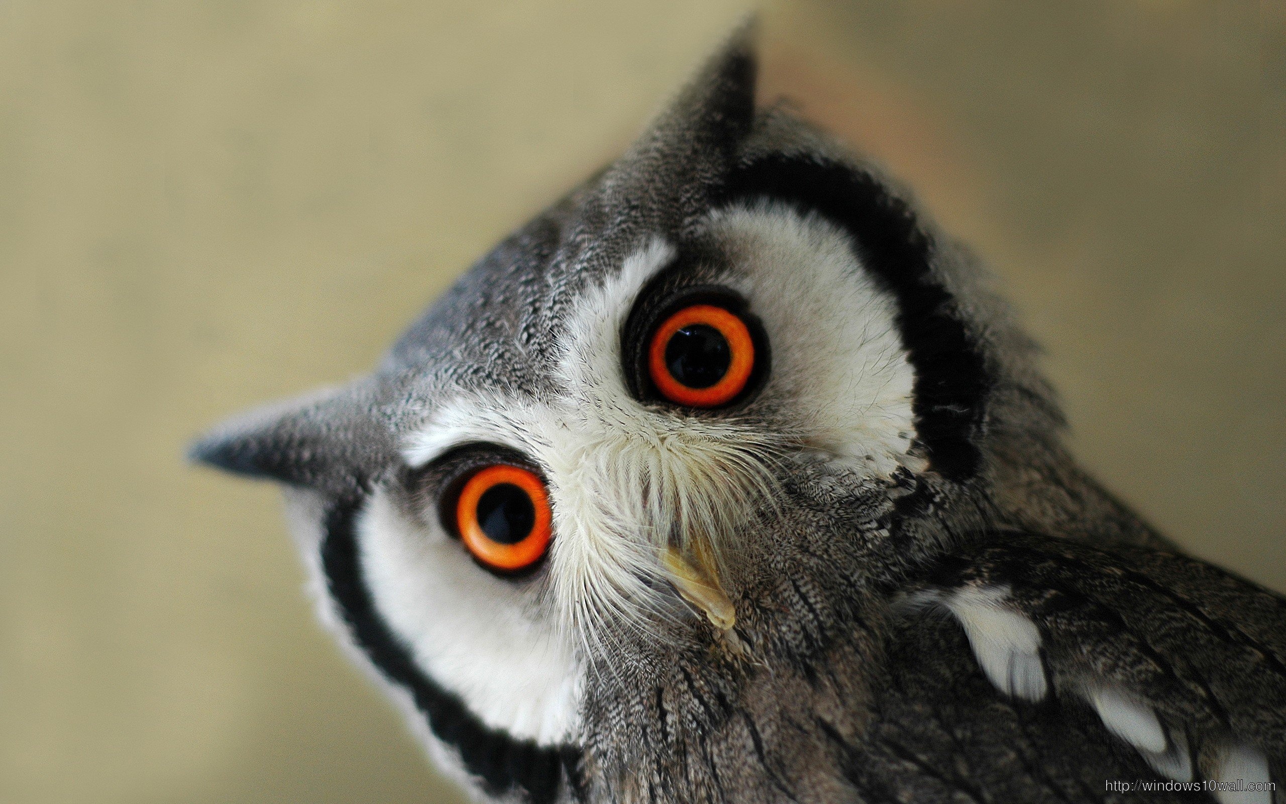 Orange Eye Baby Owl HD Free Wallpaper