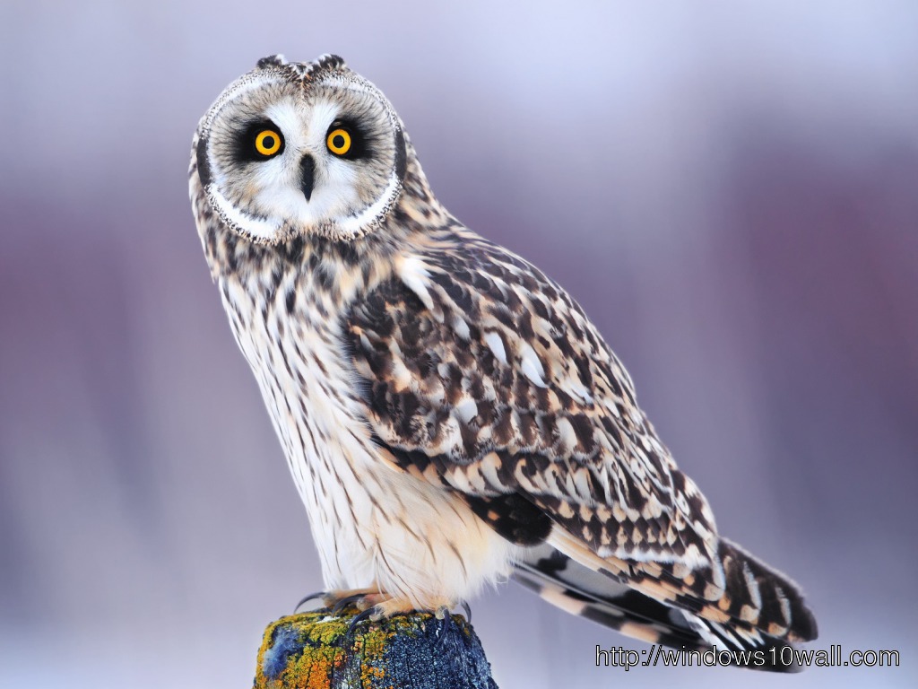 Owl HD Download Free Wallpaper