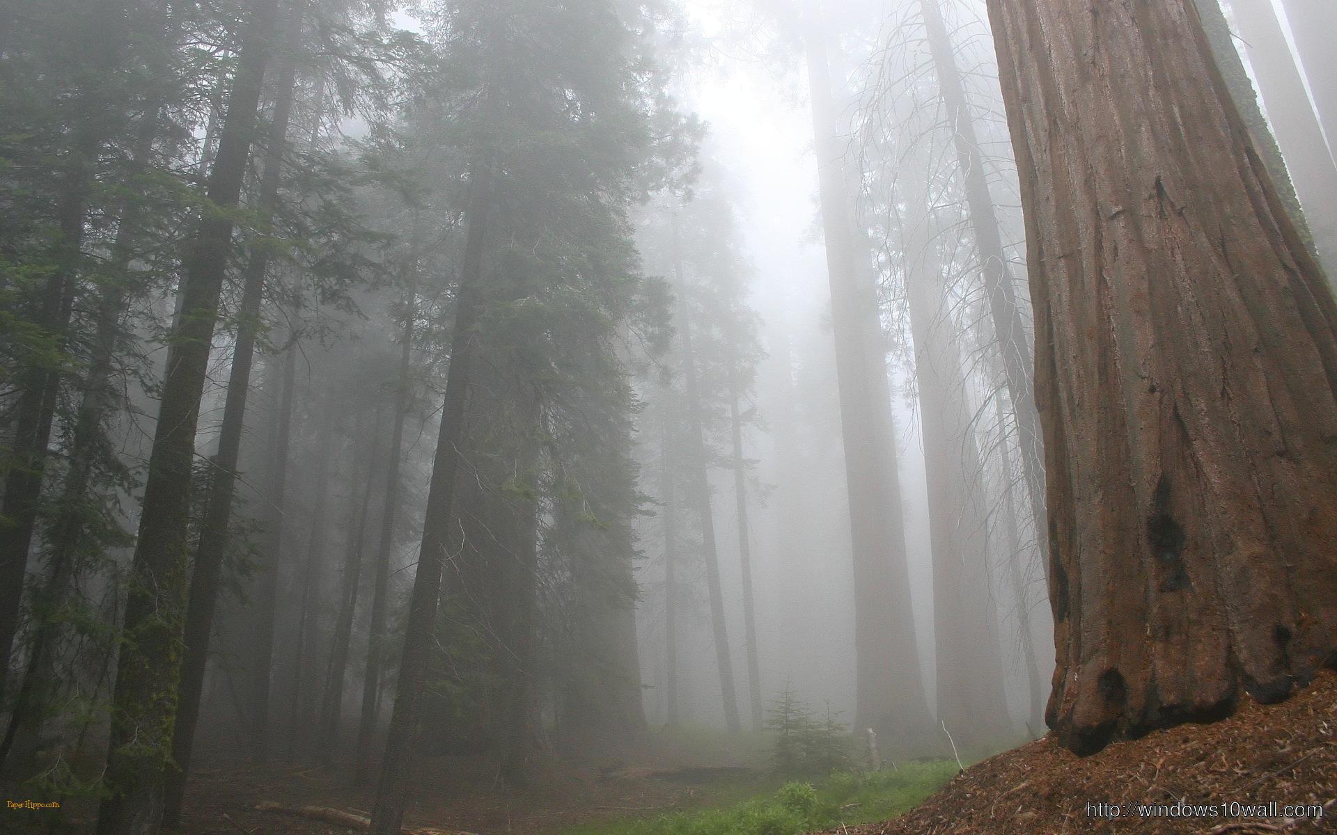Sequoia Fog HD Wallpaper