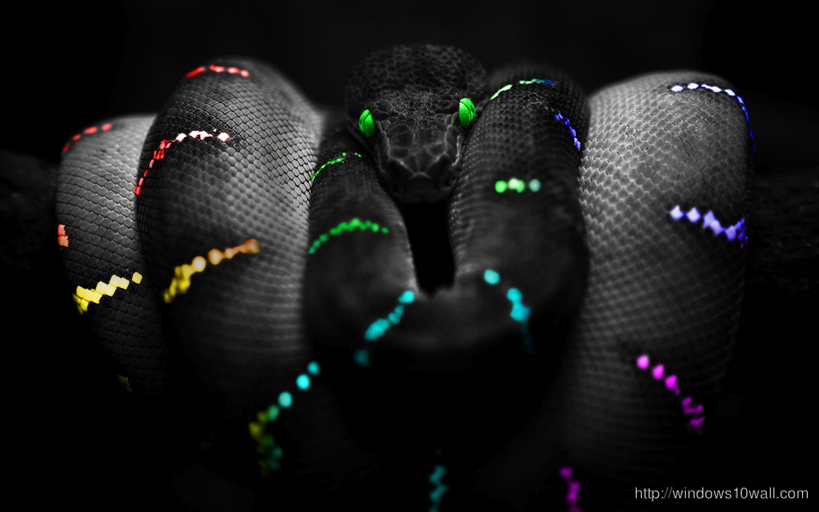 Snake Selective Colors Photography HD Wallpaper