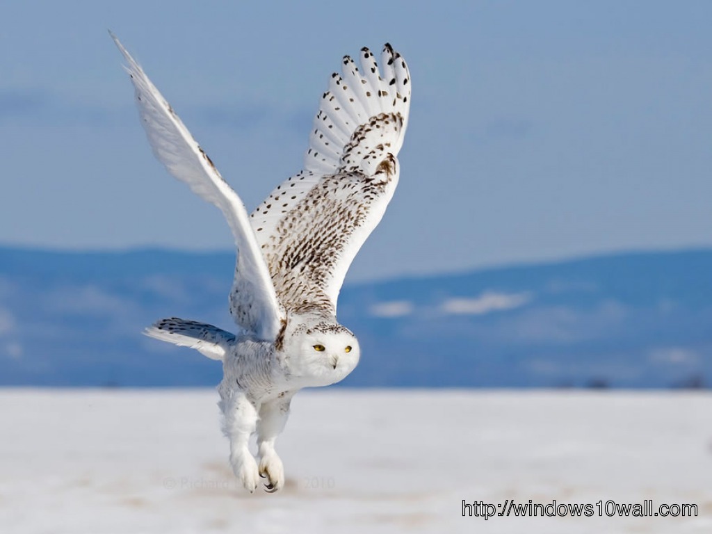 Snow Owl HD Free Wallpaper
