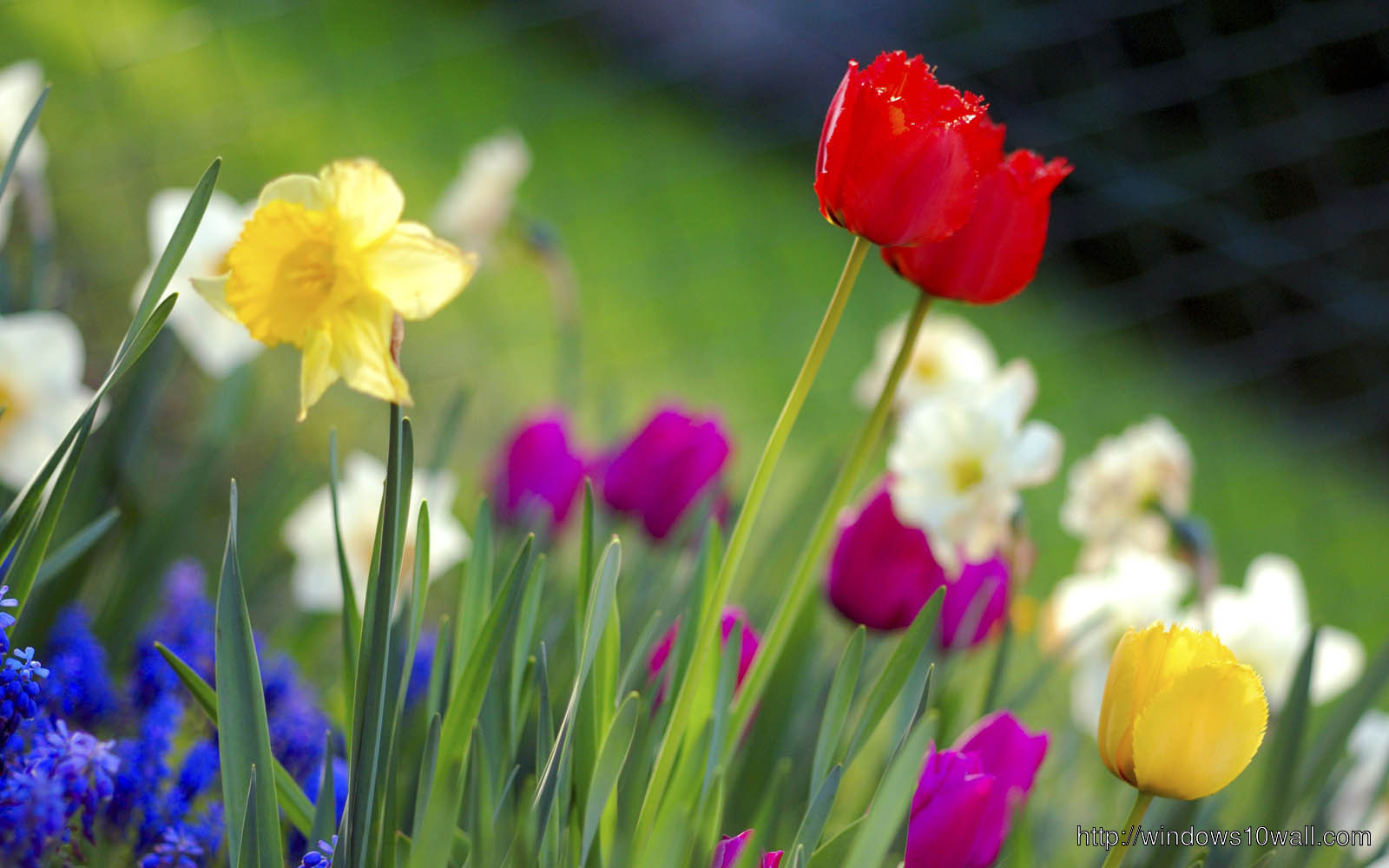 Spring Flowers HD Free Download Wallpaper