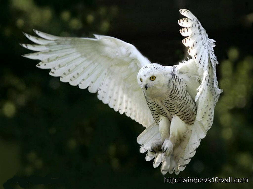 Stunning White Owl HD Wallpaper