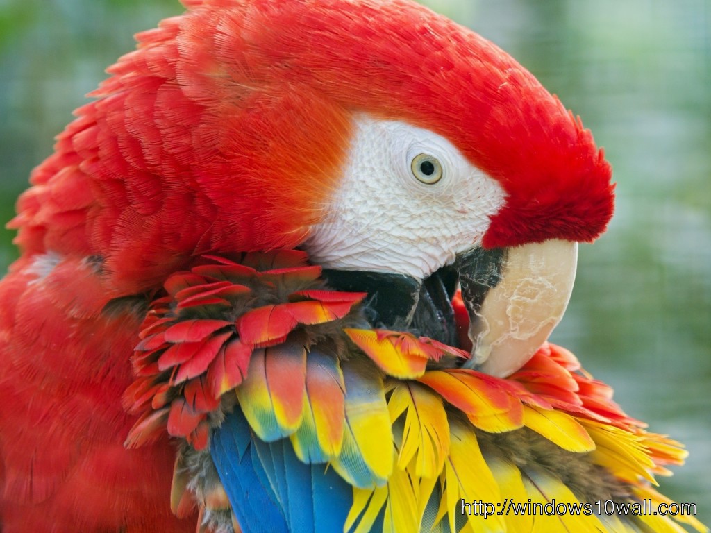 Beautiful Scarlet Macaw Birds Hd Wallpaper