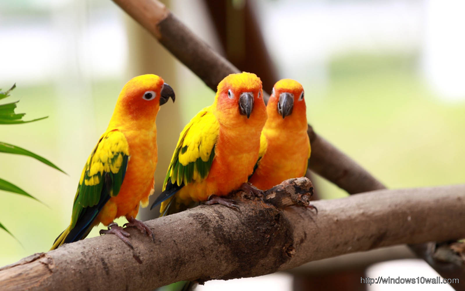 Colorful Love Birds HD Free Wallpaper