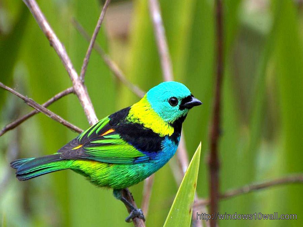 Colourful Birds Free Download Wallpaper