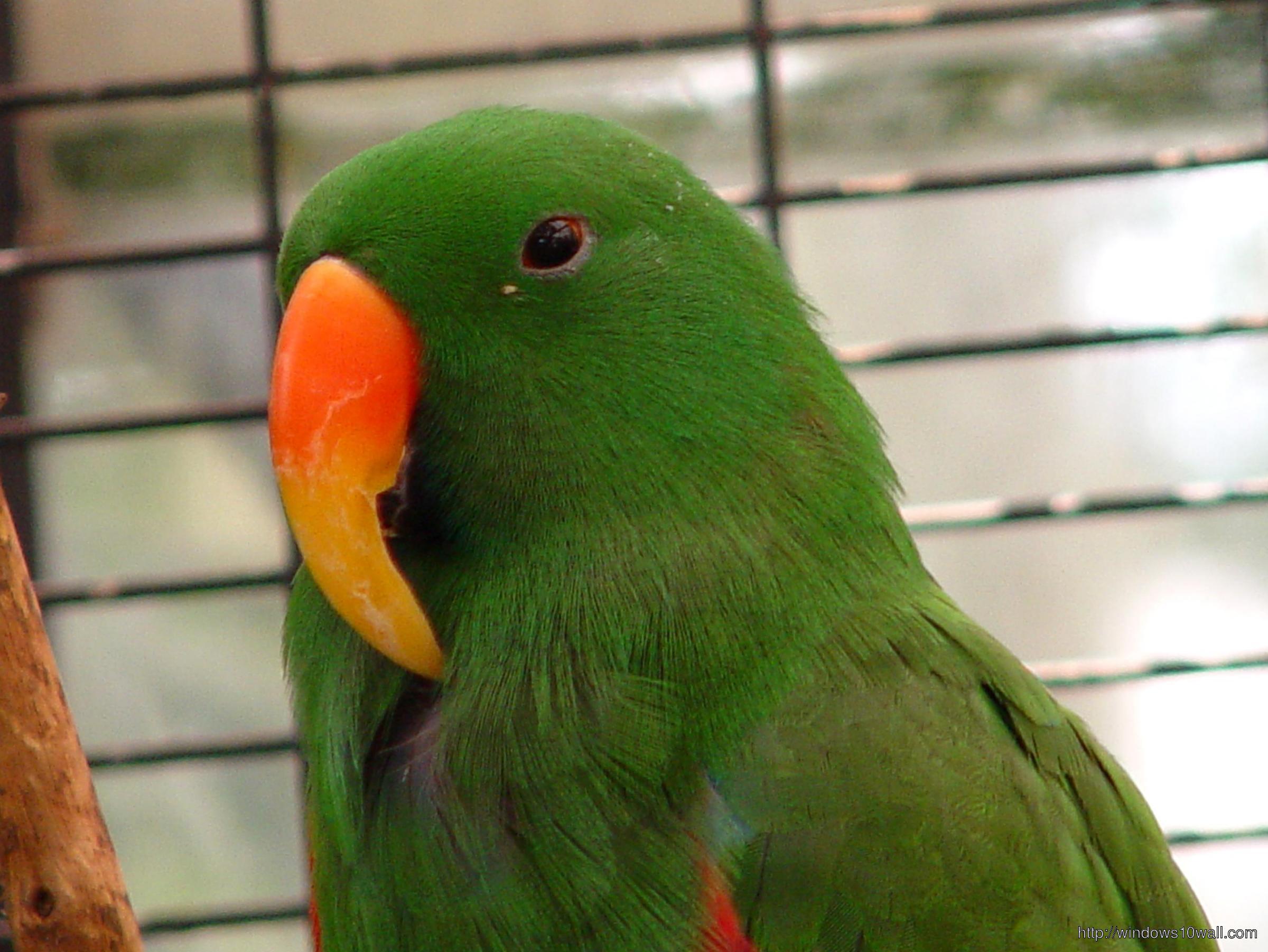 Green Australian Eclectus Parrot Hd Wallpaper