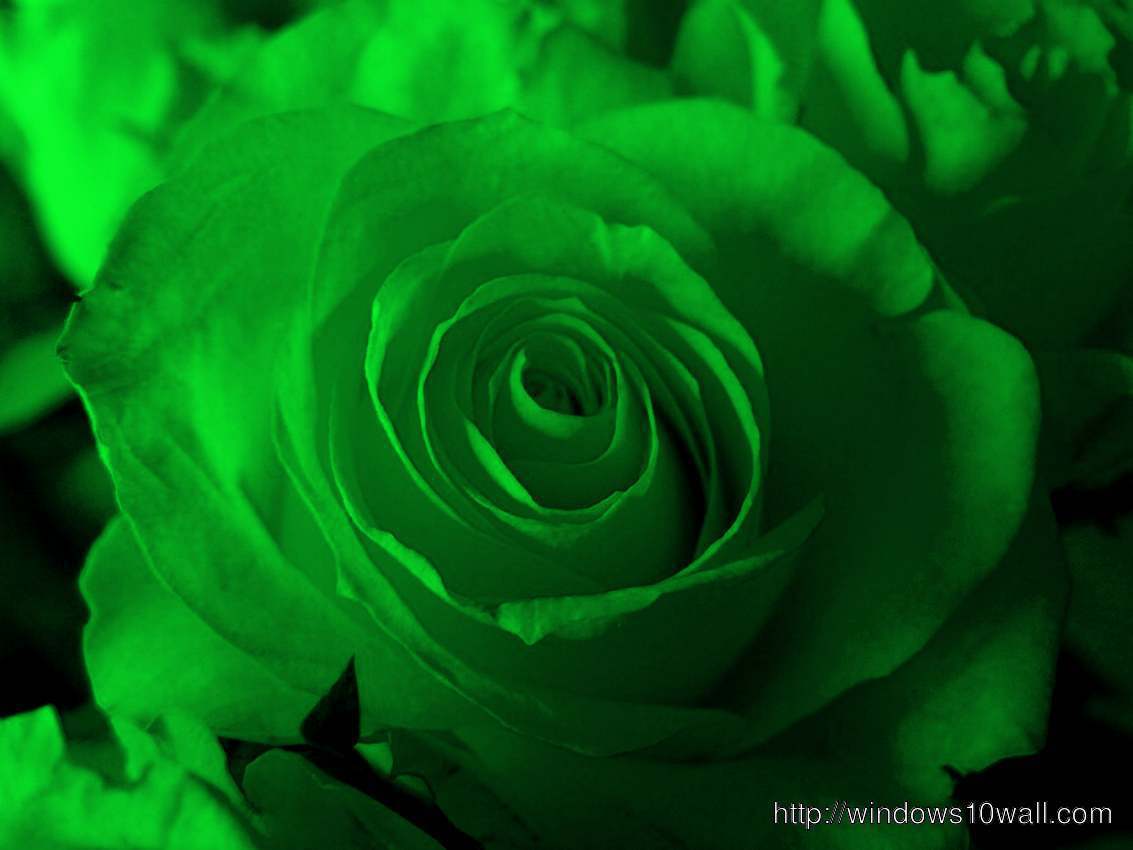 Green Rose Closeup Hd Wallpaper