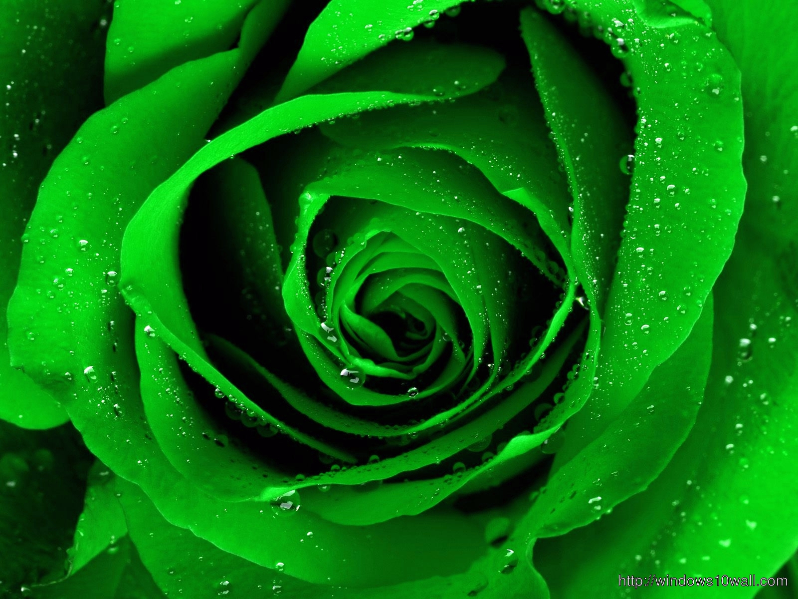 Green Rose Hd Wallpaper