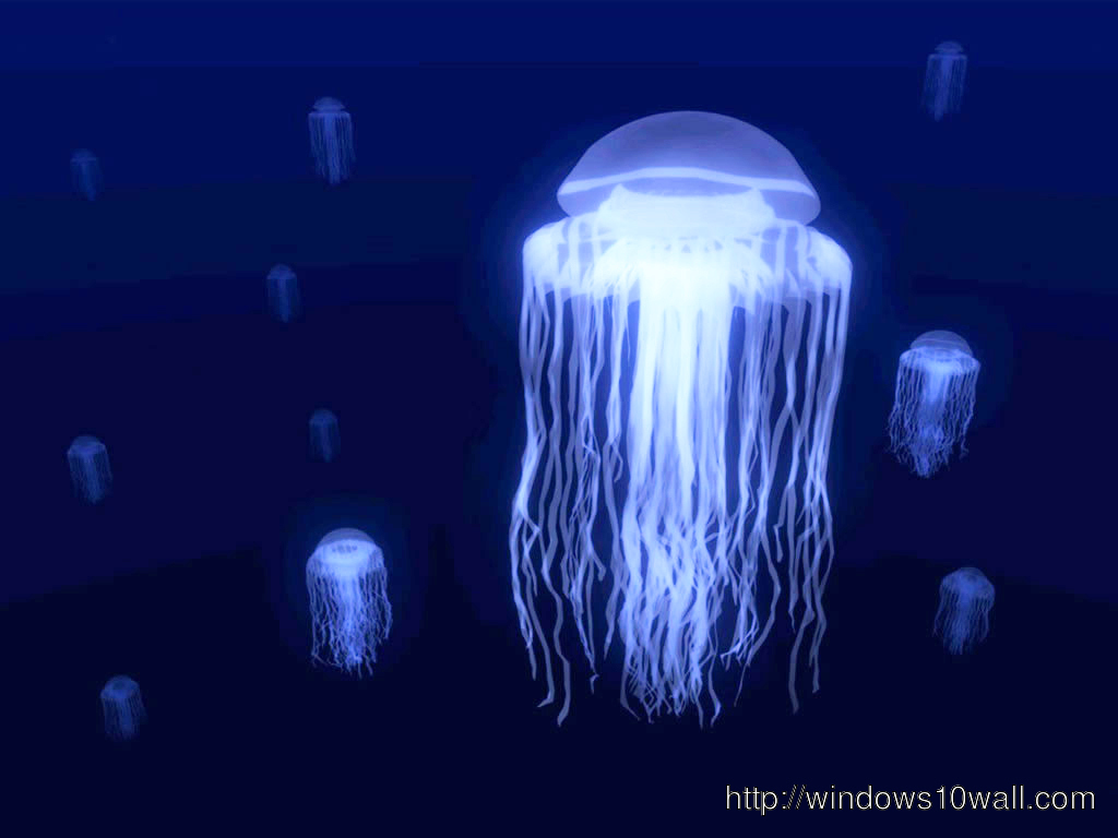 Jellyfish Img Hd Wallpaper
