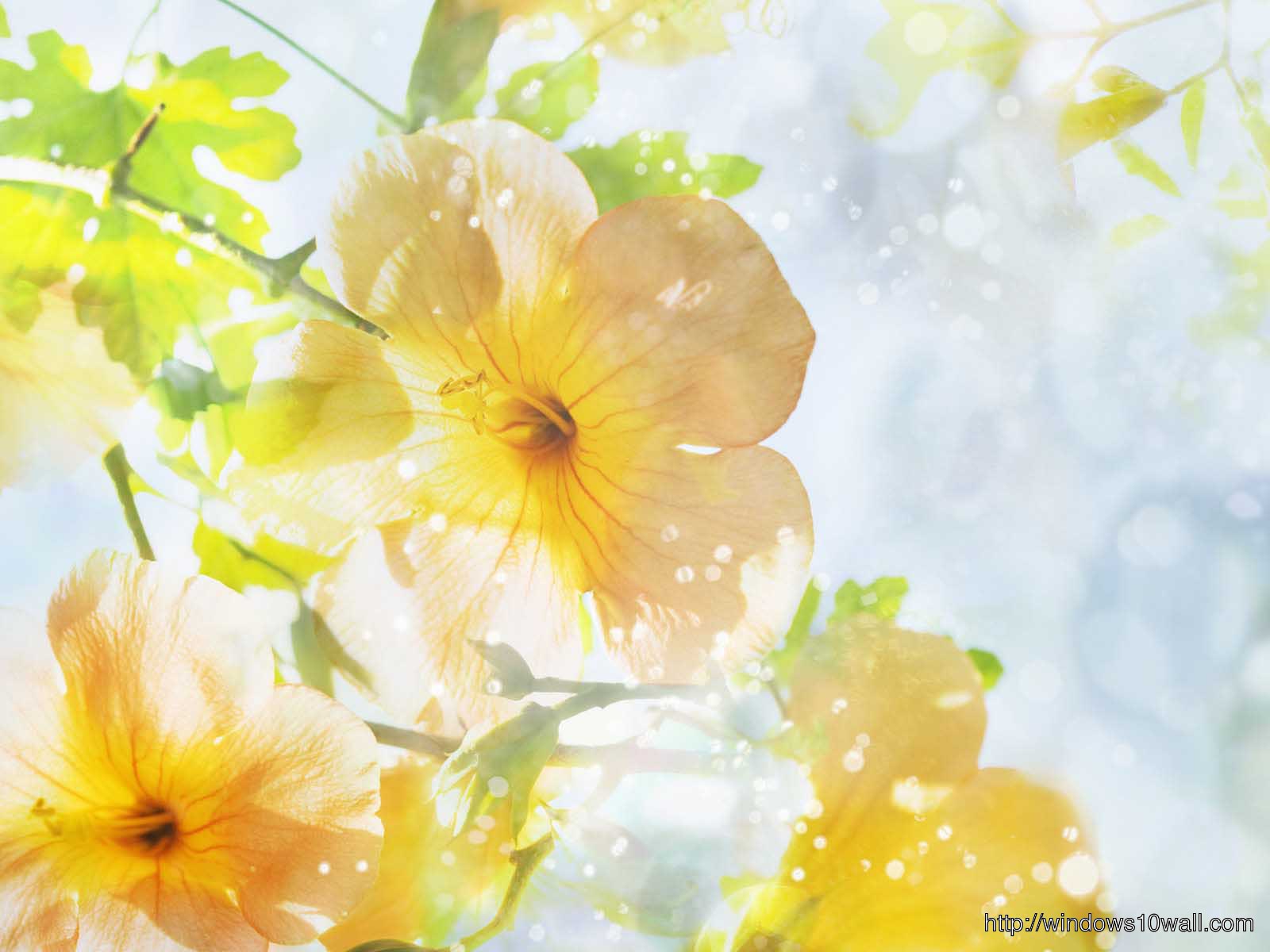 Light Summer Flowers Hd Free Wallpaper