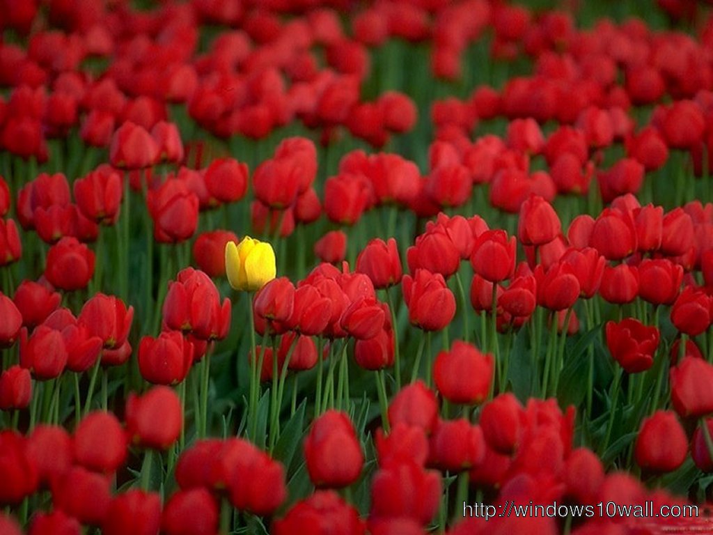 Red Tulips Flowers Hd Wallpaper
