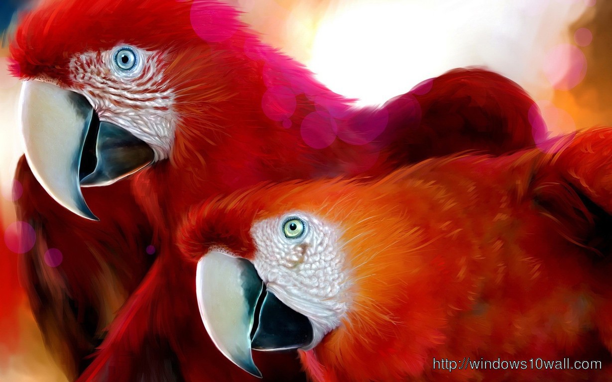 Scarlet Macaws Hd Wallpaper