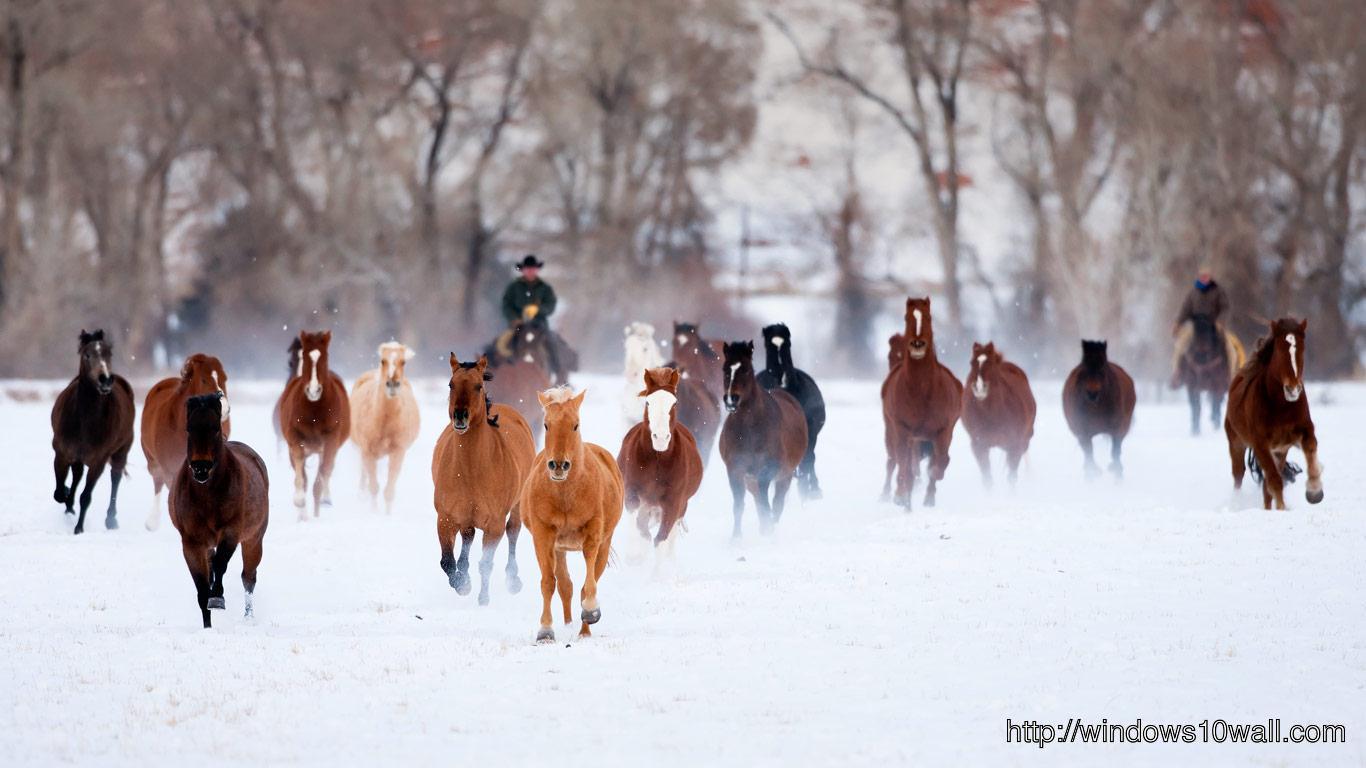American Quarter Horses In The Winter Wallpaper